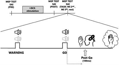 Transcranial direct current stimulation alters sensorimotor modulation during cognitive representation of movement